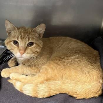 Homebody -  Domestic Short Hair Cat for Adoption in Dekalb, Illinois - Homebody | PetCurious