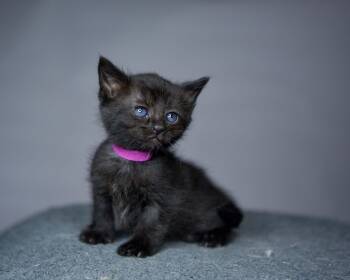 Domestic Short Hair Cats Available for Adoption in Bethel Park, Pennsylvania - Eclipse | PetCurious