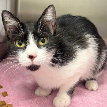 Domestic Short Hair Cats Available for Adoption in West Olive, Michigan - Jolly Rancher (Critter Barn) | PetCurious