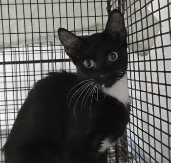 Domestic Short Hair Cats Available for Adoption in Fort Lauderdale, Florida - YOGURT | PetCurious