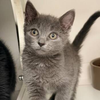 Murial -  Domestic Short Hair Cat Available for Adoption in Champaign, Illinois - Murial | PetCurious