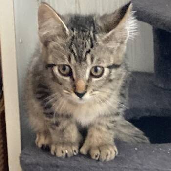 Rescue Domestic Short Hair Cats for Adoption in Springfield, Oregon - Bearclaw | PetCurious