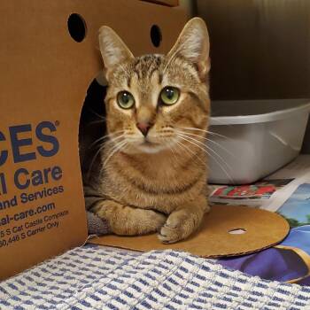 Bruce -  Domestic Short Hair Cat for Adoption - Bruce | PetCurious