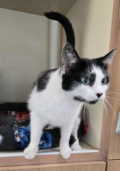 Odie -  Domestic Short Hair Cat for Adoption in Mokena, Illinois - Odie | PetCurious