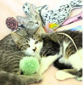 Bingo and Bluey -  American Shorthair Cat for Adoption in Union City, New Jersey - Bingo And Bluey | PetCurious