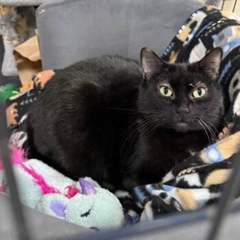 Bombay and Domestic Short Hair Cats Available for Adoption - Queen Starkiss @ Family Farm & Home In Flat Rock | PetCurious