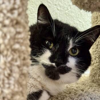 Roni -  Domestic Short Hair and Tuxedo Cat for Adoption in Winchendon, Massachusetts - Roni | PetCurious