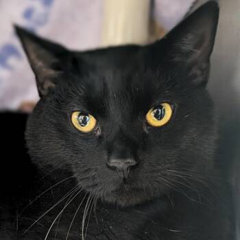 Domestic Short Hair Cats Available for Adoption in Jefferson, Wisconsin - Tornado | PetCurious