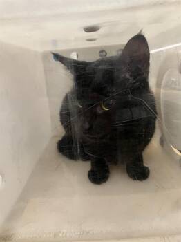 SPOOK -  Domestic Short Hair Cat for Adoption in Dallas, Texas - SPOOK | PetCurious