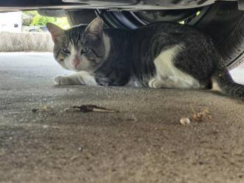 A818906 -  Domestic Short Hair Cat for Adoption in San Antonio, Texas - A818906 | PetCurious