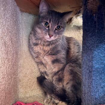 Fern -  Domestic Short Hair Cat for Adoption in Tucson, Arizona - Fern | PetCurious