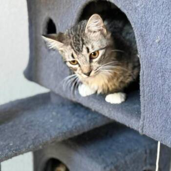 Domestic Long Hair Cats Available for Adoption - Greyson | PetCurious