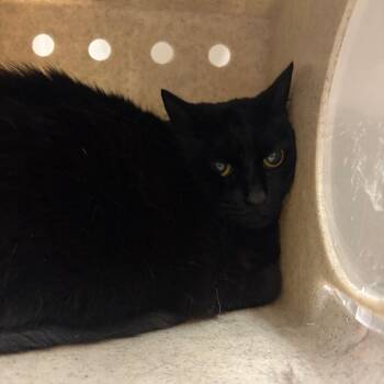 Susi -  Domestic Medium Hair Cat for Adoption in Reno, Nevada - Susi | PetCurious