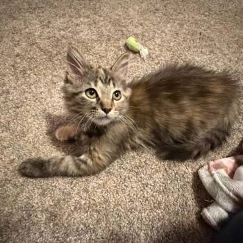 Judith -  Domestic Medium Hair Cat for Adoption in Springfield, Illinois - Judith | PetCurious