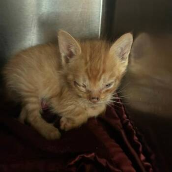 Kuin -  Domestic Short Hair Cat for Adoption in Los Angeles, California - Kuin | PetCurious