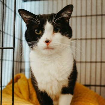 Pipsqueak -  Domestic Short Hair Cat for Adoption in Jackson, Wyoming - Pipsqueak | PetCurious