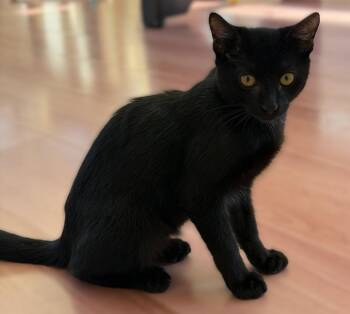Loki -  Bombay and Domestic Short Hair Cat for Adoption in Walnut Creek, California - Loki | PetCurious