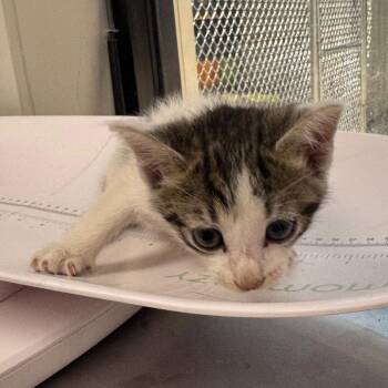 Squawk -  Domestic Short Hair Cat for Adoption in Columbiana, Alabama - Squawk | PetCurious