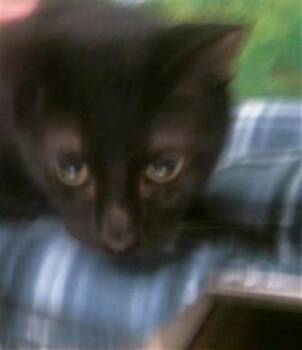 Domestic Short Hair Cats Available for Adoption - LUCAS | PetCurious