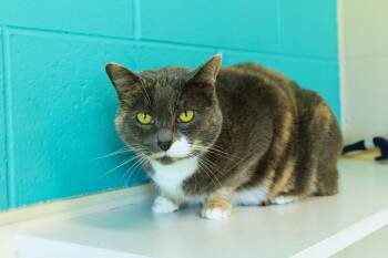 Dilute Calico Cats Available for Adoption in Urbana, Ohio - Blossum (front Declawed) | PetCurious