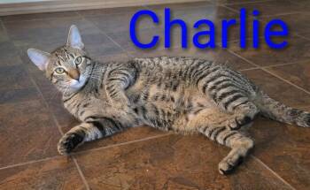 Charlie, Delta, Blue and Echo -  Tabby Cat for Adoption - Charlie, Delta, Blue And Echo | PetCurious