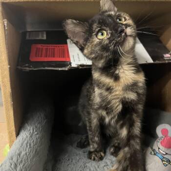 Tortoiseshell Cats Available for Adoption - Dalia | PetCurious