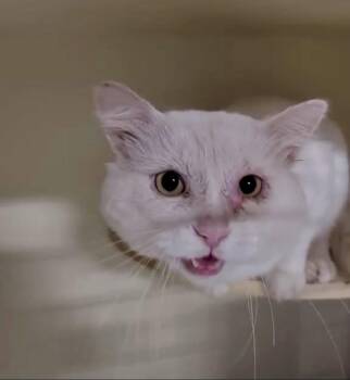 Fuego -  Domestic Short Hair Cat for Adoption in Detroit Lakes, Minnesota - Fuego | PetCurious