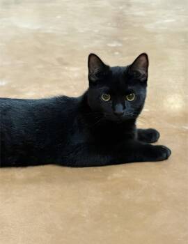 Mick -  Domestic Short Hair Cat for Adoption in Blasdell, New York - Mick | PetCurious