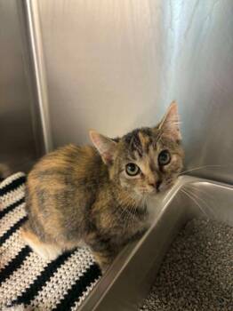 Willow -  Domestic Short Hair Cat for Adoption in Lock Haven, Pennsylvania - Willow | PetCurious