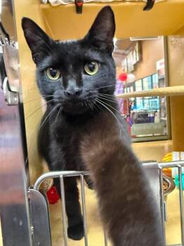 Olive -  Domestic Short Hair Cat for Adoption in Marion, Indiana - Olive | PetCurious