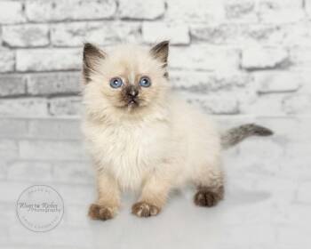 Eclair -  Ragdoll Cat for Adoption in Tuscaloosa, Alabama - Eclair | PetCurious