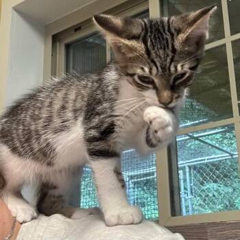 Nigel -  Domestic Short Hair Cat for Adoption in Salem, West Virginia - Nigel | PetCurious