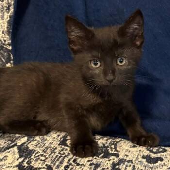 Frank VanDeusen -  Domestic Short Hair Cat for Adoption in Morrison, Colorado - Frank VanDeusen | PetCurious