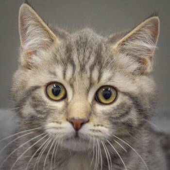 Scottish Fold and Domestic Short Hair Cats Available for Adoption in Huntley, Illinois - Stevie | PetCurious