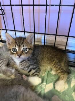Corona -  Domestic Short Hair Cat Available for Adoption in Freeport, New York - Corona | PetCurious