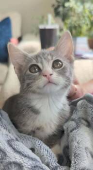 Benny -  Domestic Short Hair Cat for Adoption in Sioux Falls, South Dakota - Benny | PetCurious