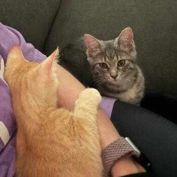 Beatrice -  Domestic Short Hair Cat for Adoption in West Olive, Michigan - Beatrice | PetCurious
