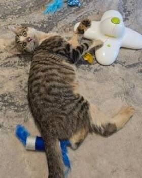 Tabby Cats Available for Adoption in Lambertville, New Jersey - Ronald | PetCurious