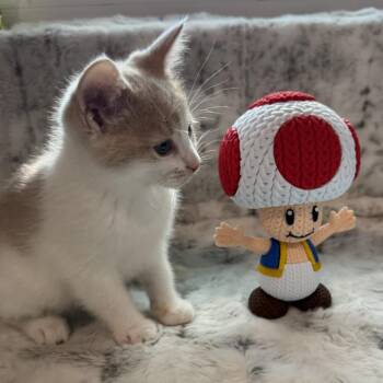 Toad -  Domestic Short Hair Cat for Adoption in Bloomington, Illinois - Toad | PetCurious