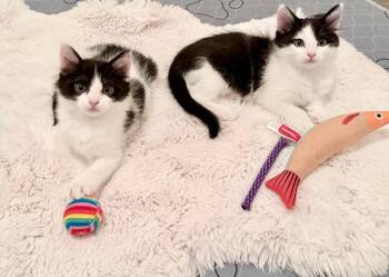 Bob -  Domestic Short Hair Cat for Adoption in Millcreek, Utah - Bob | PetCurious