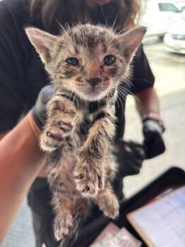 61508779 -  Domestic Short Hair Cat for Adoption in El Paso, Texas - 61508779 | PetCurious