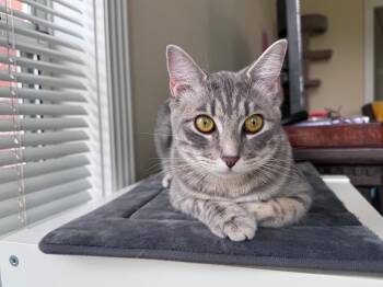Clara -  American Shorthair Cat for Adoption in Mountain Home, Arkansas - Clara | PetCurious
