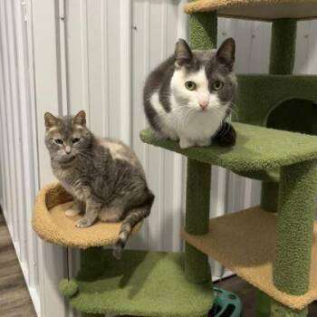 Domestic Short Hair Cats Available for Adoption in Newport, Kentucky - Abbey | PetCurious