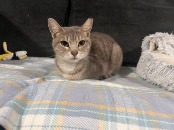 Domestic Short Hair Cats Available for Adoption in Cleveland, Ohio - Alice In Chains | PetCurious