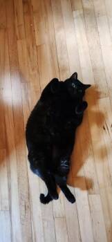 Rescue Domestic Short Hair Cats for Adoption in Winona, Minnesota - Trea | PetCurious