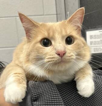 Bella -  Domestic Medium Hair Cat for Adoption in Golden, Colorado - Bella | PetCurious