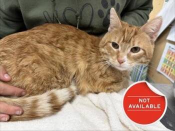 Domestic Short Hair Cats Available for Adoption in Lowell, Massachusetts - Sylvester | PetCurious