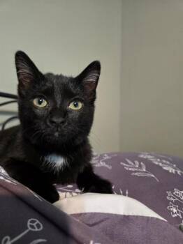 THOMASINA -  Domestic Short Hair Cat Available for Adoption in St. Peters, Missouri - THOMASINA | PetCurious