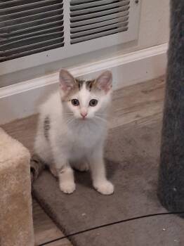 Lagoon -  Domestic Short Hair and Tabby Cat for Adoption in Westfield, Wisconsin - Lagoon | PetCurious