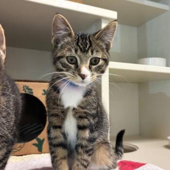 Yap -  Domestic Short Hair Cat for Adoption in Fairport, New York - Yap | PetCurious